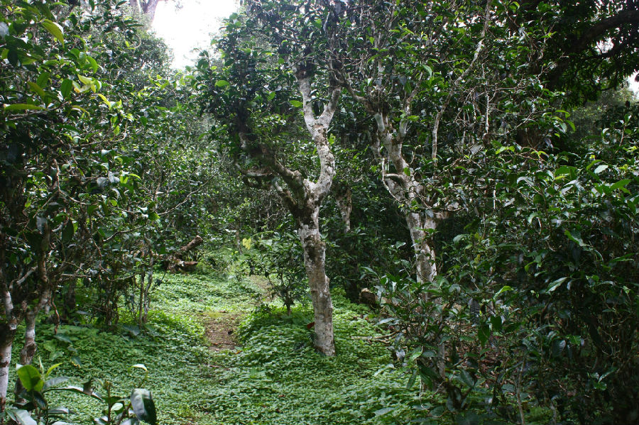 Brown Mountain