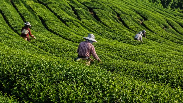 Yongde, Yunnan: Mining of thousands of acres of tea plantations