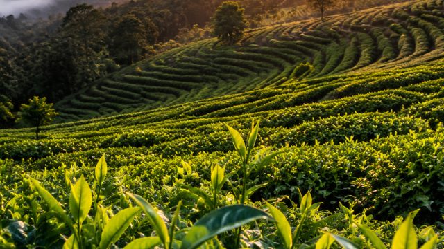 Nannuo Mountain Tea Garden Renovation Creates a New World